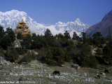 Manaslu-113