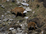 Manaslu-202